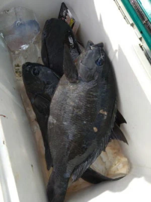 中山総合釣センター・海遊の2026年2月15日(日)5枚目の写真