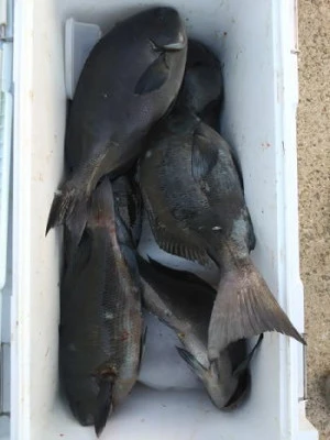 中山総合釣センター・海遊の2026年2月13日(金)1枚目の写真