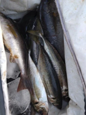 中山総合釣センター・海遊の2026年2月13日(金)2枚目の写真