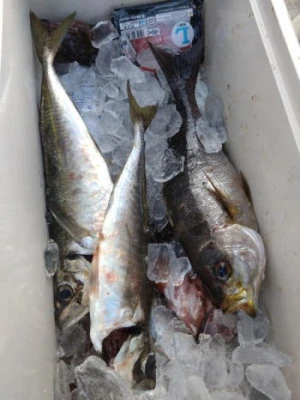 中山総合釣センター・海遊の2026年2月13日(金)3枚目の写真