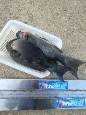 中山総合釣センター・海遊の2026年2月13日(金)4枚目の写真