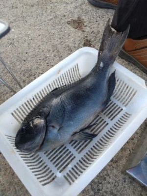 中山総合釣センター・海遊の2026年2月13日(金)5枚目の写真