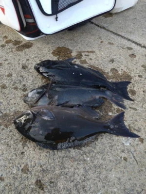 中山総合釣センター・海遊の2026年2月4日(水)1枚目の写真