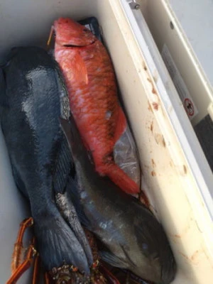 中山総合釣センター・海遊の2026年2月4日(水)2枚目の写真