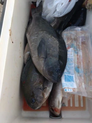 中山総合釣センター・海遊の2026年2月4日(水)3枚目の写真