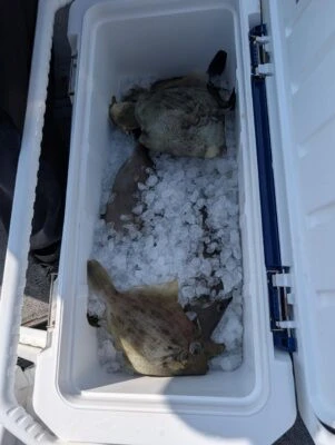 こざくら丸の2026年2月15日(日)3枚目の写真