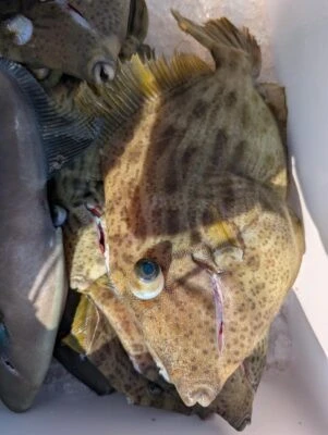 こざくら丸の2026年2月15日(日)4枚目の写真