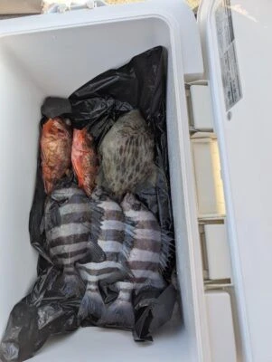 こざくら丸の2026年2月12日(木)5枚目の写真