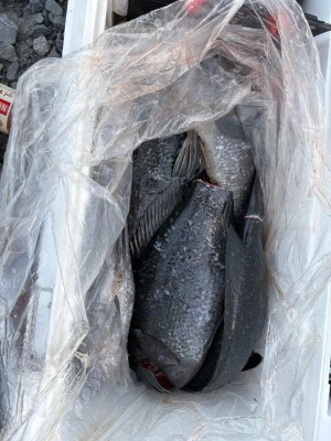 ふかしま丸の2026年2月13日(金)5枚目の写真