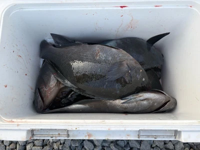 ふかしま丸の2026年2月12日(木)2枚目の写真