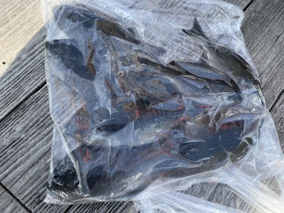 真珠・山本釣り筏の2026年2月13日(金)1枚目の写真