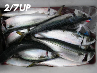 遊漁船日光の2026年2月7日(土)1枚目の写真