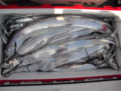 絢美丸の2026年2月14日(土)1枚目の写真