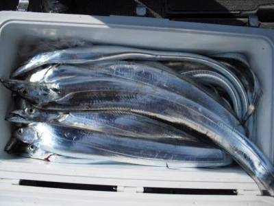 絢美丸の2026年2月14日(土)3枚目の写真