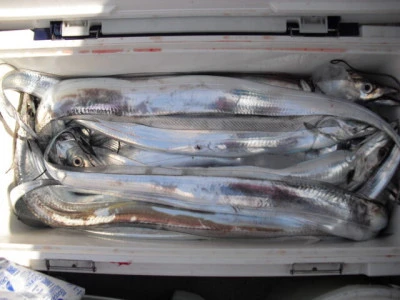 絢美丸の2026年2月14日(土)4枚目の写真