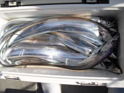 絢美丸の2026年2月14日(土)5枚目の写真