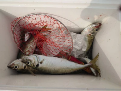 釣船 五郎丸の2026年2月16日(月)2枚目の写真