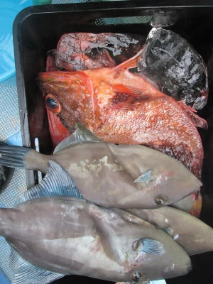 松福丸の2026年2月14日(土)1枚目の写真