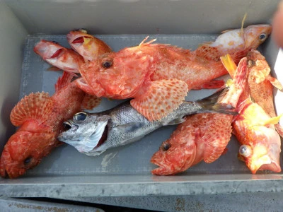 磯部釣船 直栄丸の2026年2月15日(日)1枚目の写真