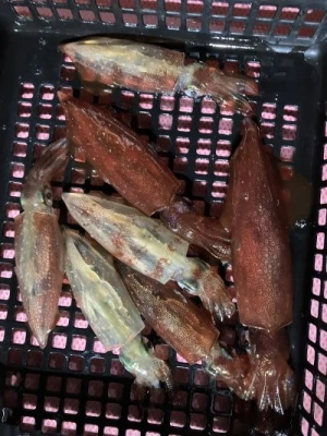 第八幸松丸の2026年2月19日(木)4枚目の写真