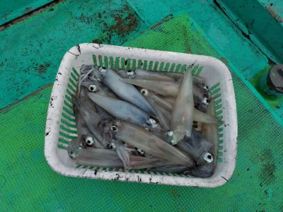 第八鶴丸の2026年2月20日(金)1枚目の写真