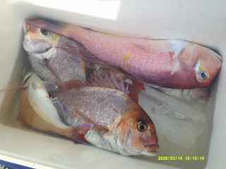 ゆたか丸の2026年2月14日(土)1枚目の写真