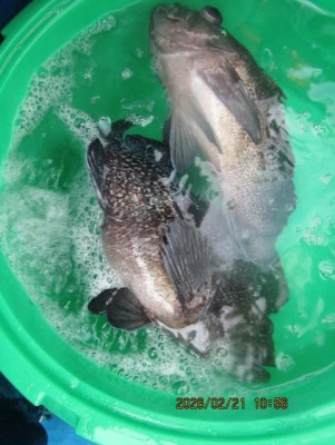 大洗丸の2026年2月21日(土)4枚目の写真