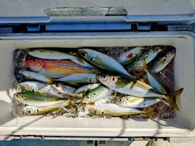 ゆきみ丸の2026年2月21日(土)2枚目の写真