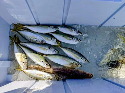 ゆきみ丸の2026年2月21日(土)4枚目の写真