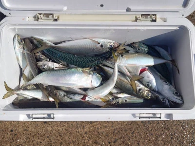 釣船 五郎丸の2026年2月21日(土)3枚目の写真