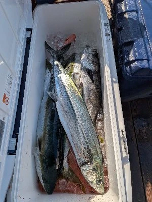 FIRE DOLPHINの2026年2月21日(土)5枚目の写真