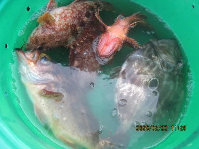 大洗丸の2026年2月22日(日)4枚目の写真