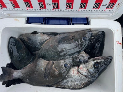 海翔丸の2026年2月22日(日)3枚目の写真