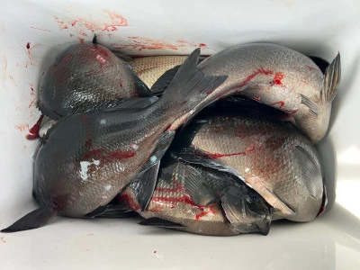 海翔丸の2026年2月22日(日)4枚目の写真