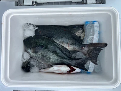 海翔丸の2026年2月22日(日)5枚目の写真