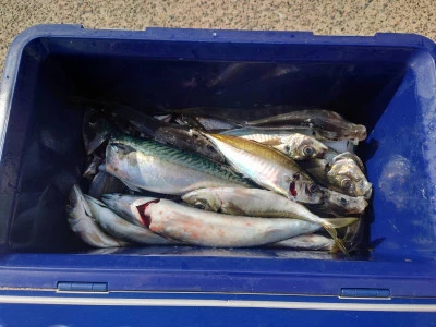 釣船 五郎丸の2026年2月22日(日)2枚目の写真