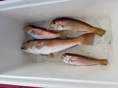 鶴丸の2026年2月22日(日)1枚目の写真