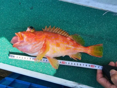 智栄丸の2026年2月22日(日)1枚目の写真