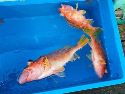 智栄丸の2026年2月22日(日)2枚目の写真