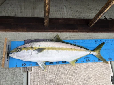 ARCADIA SALTWATER SERVICEの2026年2月21日(土)5枚目の写真