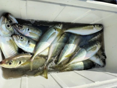 勘次郎丸の2026年2月22日(日)4枚目の写真