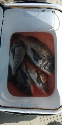 瀬渡し 浜栄丸の2026年2月23日(月)2枚目の写真