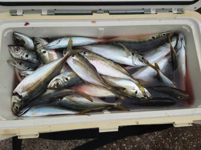 釣船 五郎丸の2026年2月24日(火)3枚目の写真