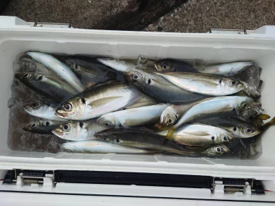 釣船 五郎丸の2026年2月24日(火)4枚目の写真