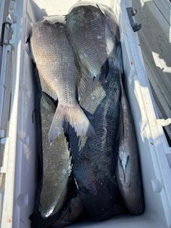 第三福丸の2026年2月20日(金)1枚目の写真