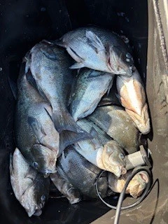 第三福丸の2026年2月20日(金)2枚目の写真