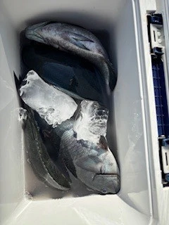 第三福丸の2026年2月20日(金)3枚目の写真