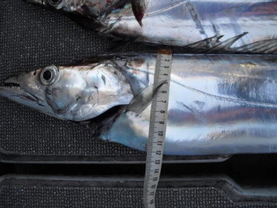 絢美丸の2026年2月20日(金)4枚目の写真