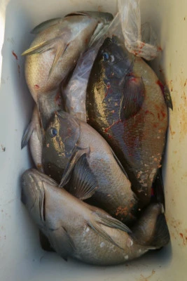 磯八丸の2026年2月18日(水)4枚目の写真