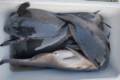 磯八丸の2026年2月19日(木)1枚目の写真